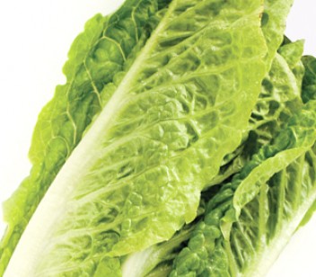 Bunch of lettuce