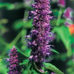 Hyssop