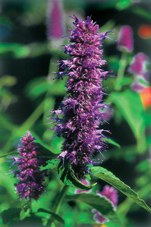 Hyssop