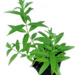 Lemon Verbena