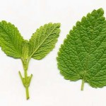 Lemon balm