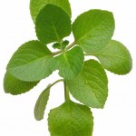 OreganoLeaves