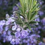 Rosemary