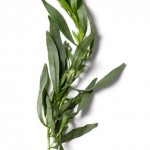 Tarragon