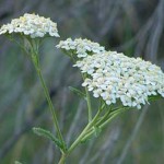 Yarrow