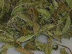 Dried verbena leaves for herbal tea