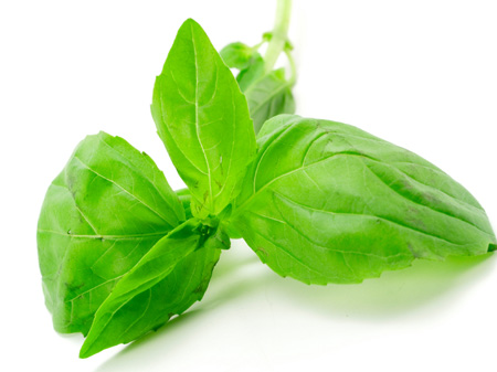 Basil herb