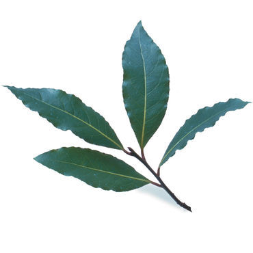 Bay Leaf