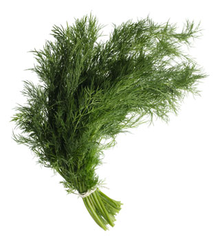 Dill Herb