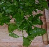 Parsley Herb