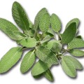 Sage - Faskomilo Herb