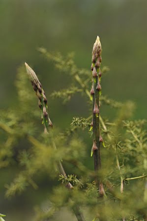 Fresh Greek Wild Asparagus