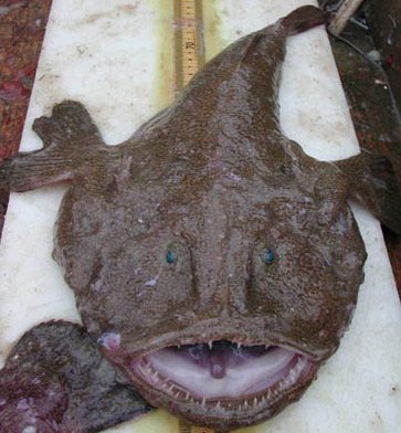 Monkfish