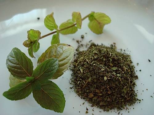 Fresh and Dried Mint