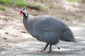 Guinea Hen - Fowl - frangokota